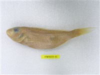 藏品(金線魚)的圖片